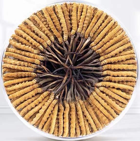 鄯善冬虫夏草回收